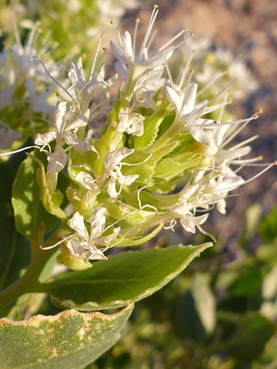 Shinyleaf Sandpaperplant