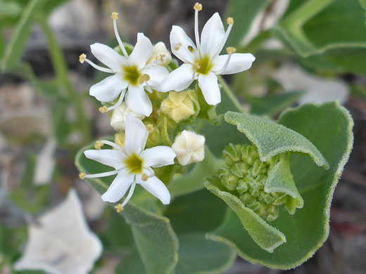 Three open flowers