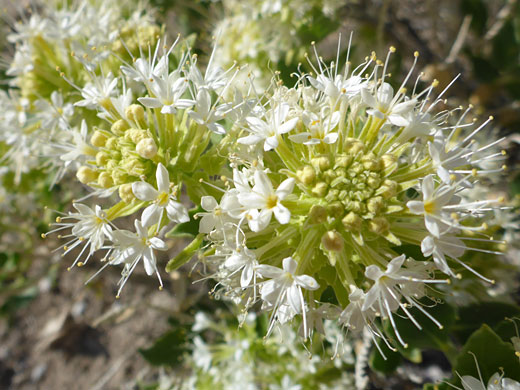 Parry's Sandpaper Plant; Parry's sandpaper plant (petalonyx parryi), Blue Point Spring, Lake Mead NRA, Nevada