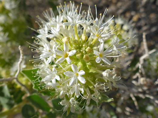 Exserted stamens