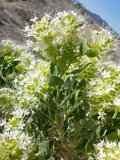 Leaves and flowers