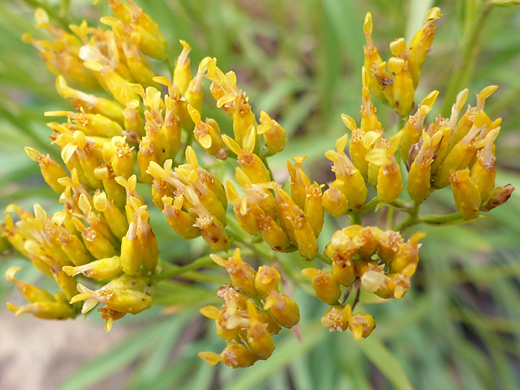 Rock Goldenrod; Flat-topped cluster - inflorescence of petradoria pumila var pumila, Knife Edge Trail, Mesa Verde National Park, Colorado