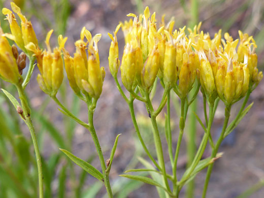 Yellow phyllaries
