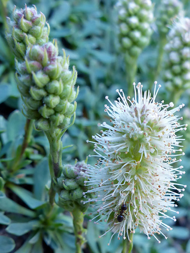 Mat Rockspirea; Exserted white stamens - flowers of petrophyton caespitosum, Timpanogos Cave National Monument, Utah