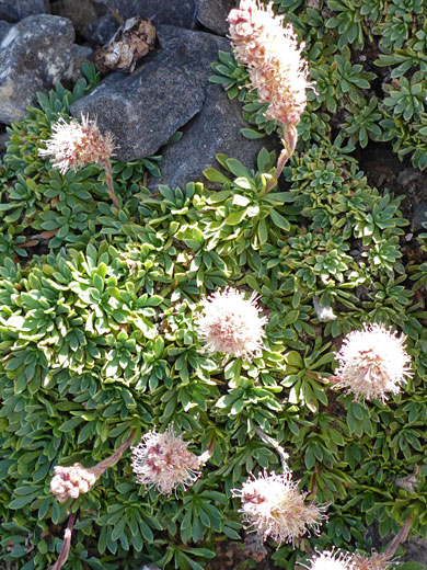 Leaves and flowers