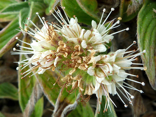 Sand Dune Scorpion Weed; Phacelia argentea in Sisters Rocks State Park, Oregon