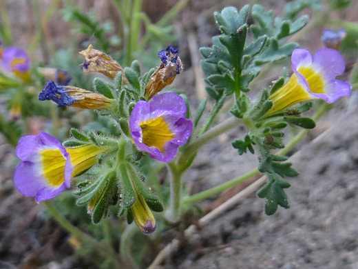 Twocolor Phacelia; Flowers, bracts and leaves of phacelia bicolor, along Lee Vining Creek near Mono Lake, California