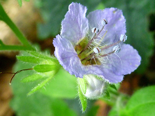 Bolander's Phacelia; Phacelia bolanderi in Humbug Mountain State Park, Oregon