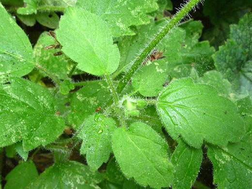 Bolander's Phacelia