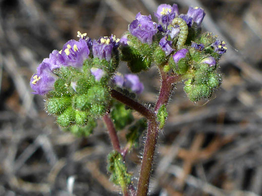 Clustered inflorescence