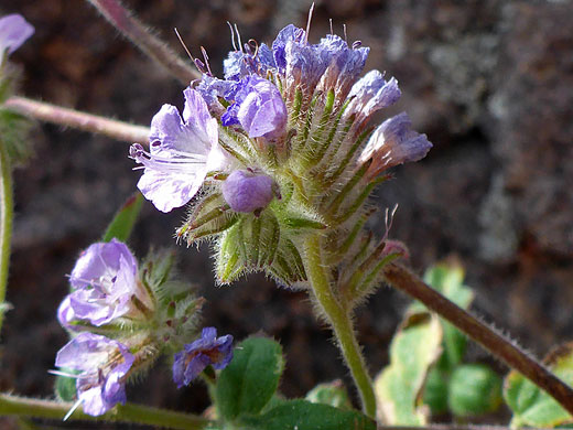 Withering flowers
