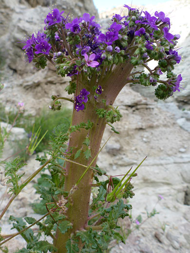 Crested plant