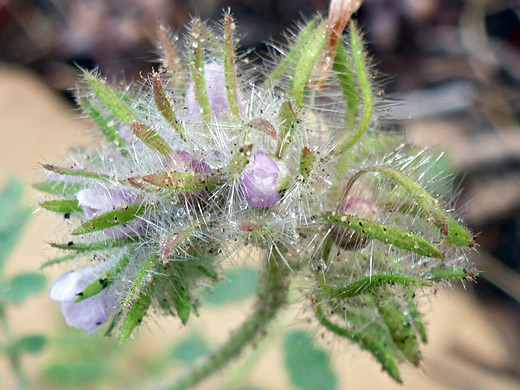 Hiddenflower Cryptantha; Phacelia cryptantha in Oak Creek Canyon, Red Rock Canyon National Conservation Area, Nevada