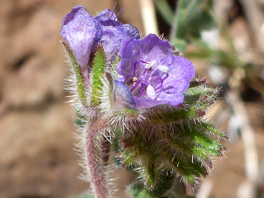 Purplish flowers