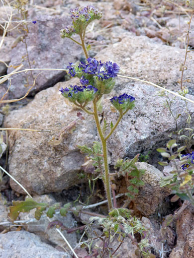 Wild Heliotrope