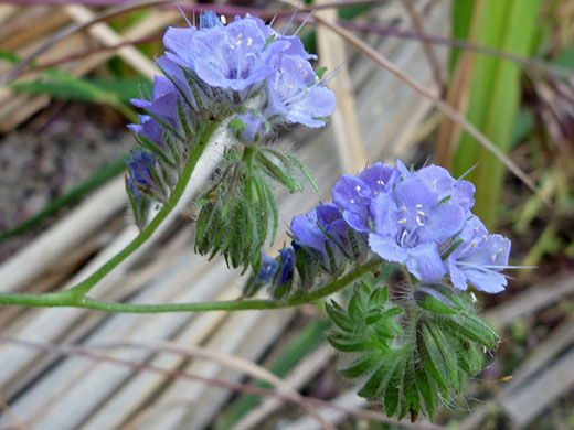 Flower clusters