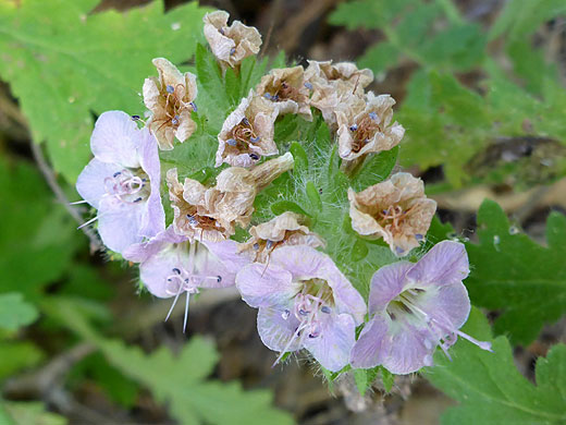 Pale purple flowers