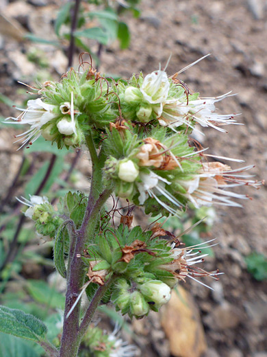 Variable-Leaf Phacelia; Phacelia heterophylla along the Manns Peak Trail in the La Sal Mountains, Utah