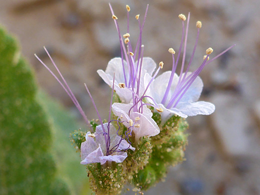 Four flowers