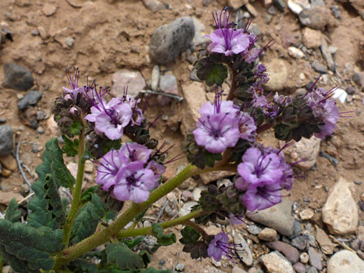 Purple flowers