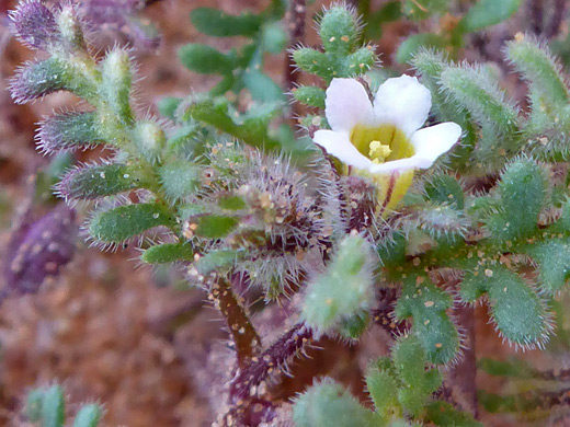 Ives' Phacelia; White-lobed flower, yellow around the throat; phacelia ivesiana, Eagle Crags Trail, near Zion National Park, Utah