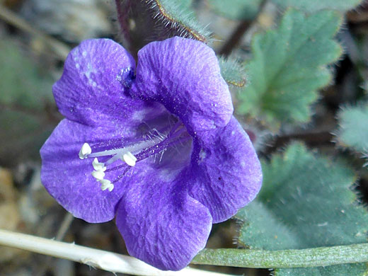 Blue-purple flower