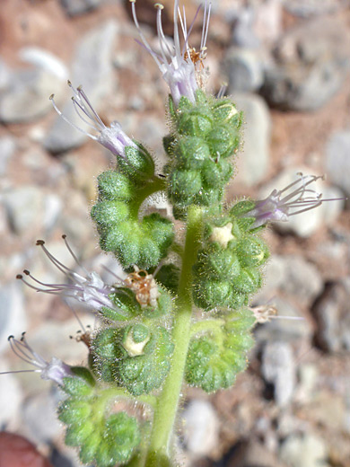 Palmer's Phacelia; Protruding white stamens of phacelia palmeri, Wittwer Canyon, Santa Clara River Reserve, Utah