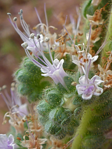 Exserted stamens