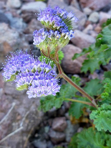 Pedicellate phacelia, Kofa NWR