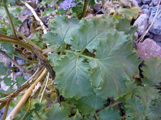 Foliage