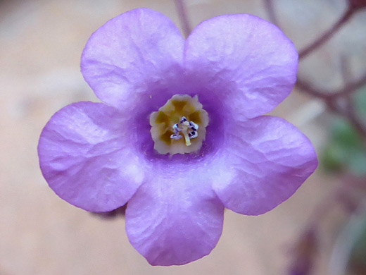 Beautiful Phacelia; Five-lobed, white/yellow-centered flower; phacelia pulchella, Salt Trail, Little Colorado River, Arizona