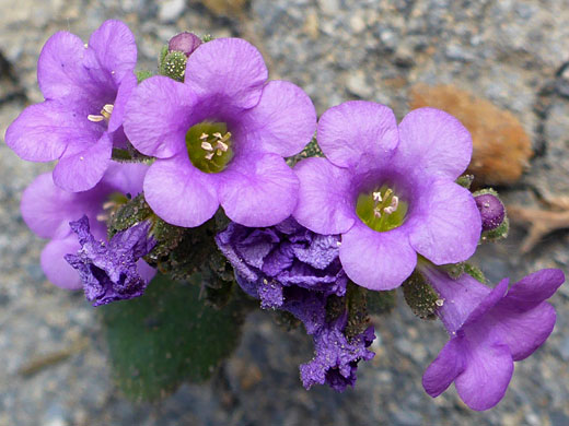 Yellow-centered flowers