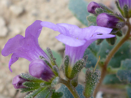 Purple flowers