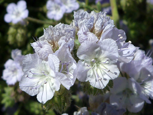 Branched Scorpion-Weed; Cluster of white flowers - phacelia ramosissima near Pine City, Joshua Tree National Park, California