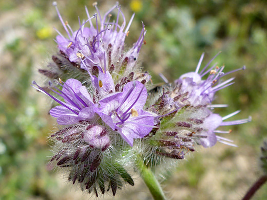 Lacy Scorpionweed; Hairy, purplish sepals; phacelia tanacetifolia, Hagen Canyon, Red Rock Canyon State Park, California