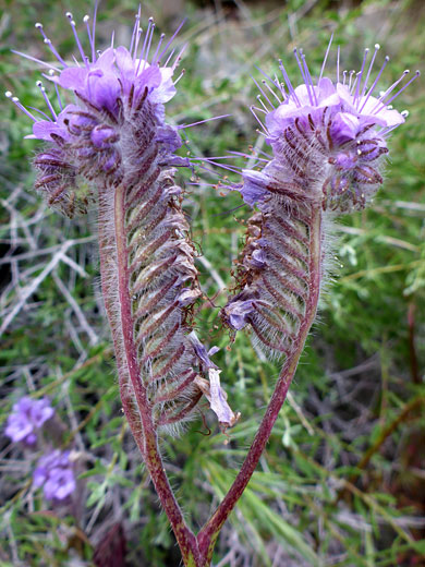 Branched inflorescence