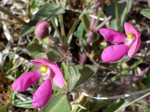 Three flowers