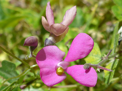 Slim Jim Bean; Flowers and bud of phaseolus filiformis - Lower Fish Creek, Superstition Mountains, Arizona