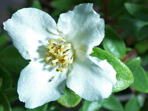 Littleleaf Mock Orange; Philadelphus microphyllus (littleleaf mock orange), Mummy Spring Trail, Mt Charleston, Nevada