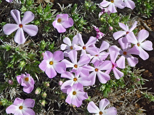 Mountain Phlox; Five-petaled pink flowers of phlox austromontana (mountain phlox), near Desert View, Grand Canyon National Park, Arizona