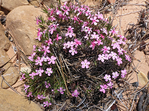 Whitish-pink flowers