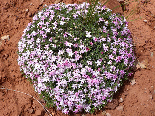 Cushion-like plant