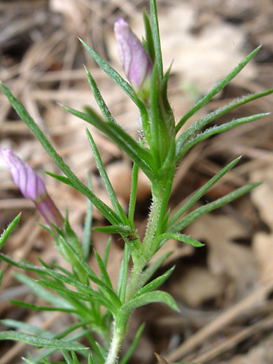 Linear leaves