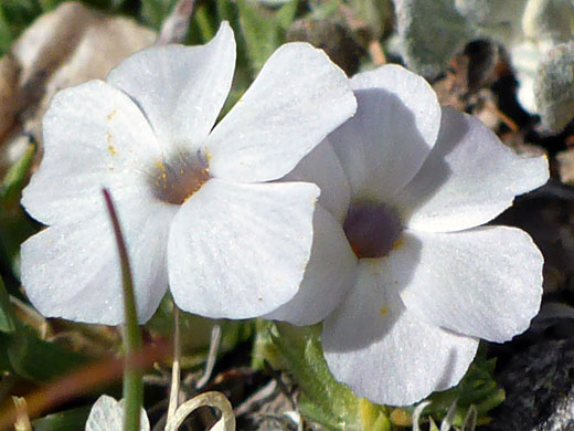 Dwarf Phlox; Dwarf phlox (phlox condensata), Bishops Pass Trail, Sierra Nevada, California