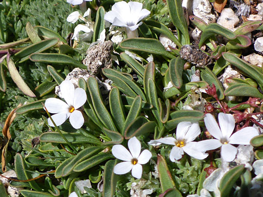 Dwarf Phlox