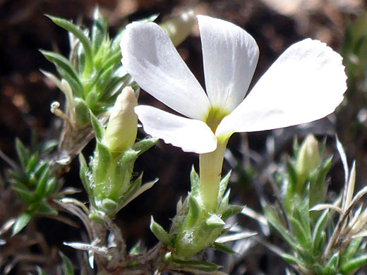 Spiny Phlox