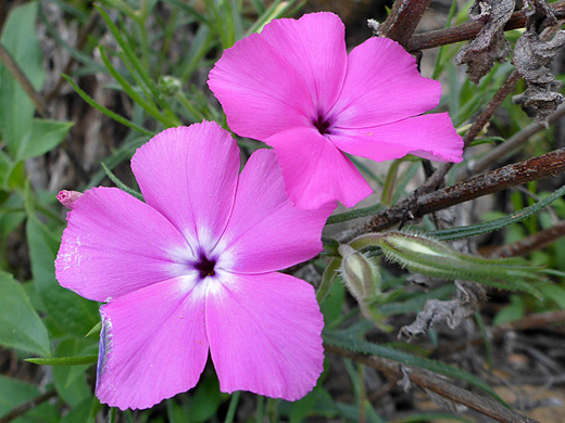 Threadleaf Phlox; Two large pink flowers - phlox mesoleuca along the Window Trail, Big Bend National Park, Texas