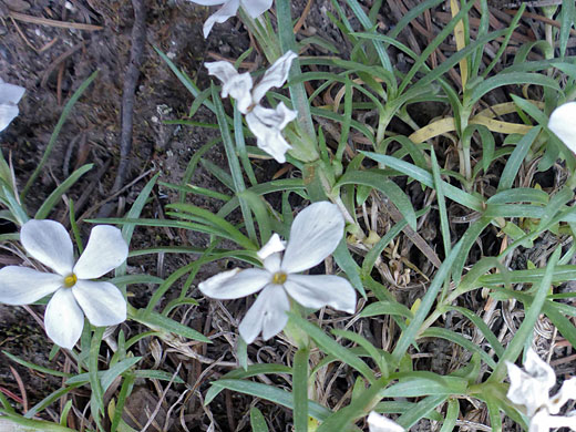 Rocky Mountain Phlox