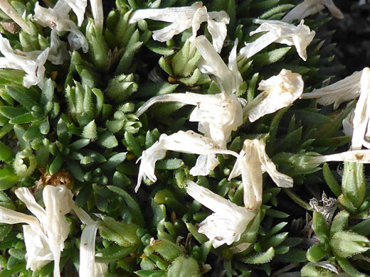 Cushion Phlox