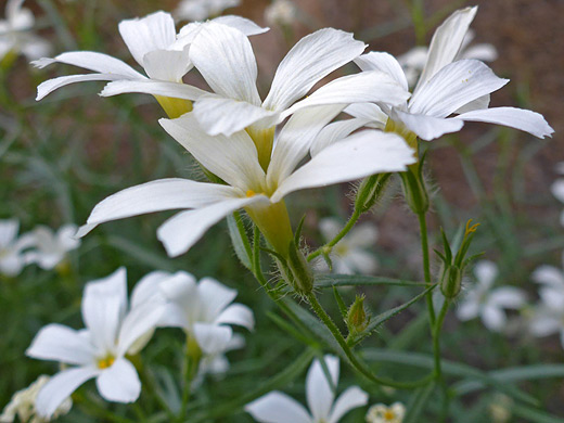 Santa Catalina Mountain Phlox; White and yellow corollas of phlox tenuifolia in Aravaipa Canyon, Arizona